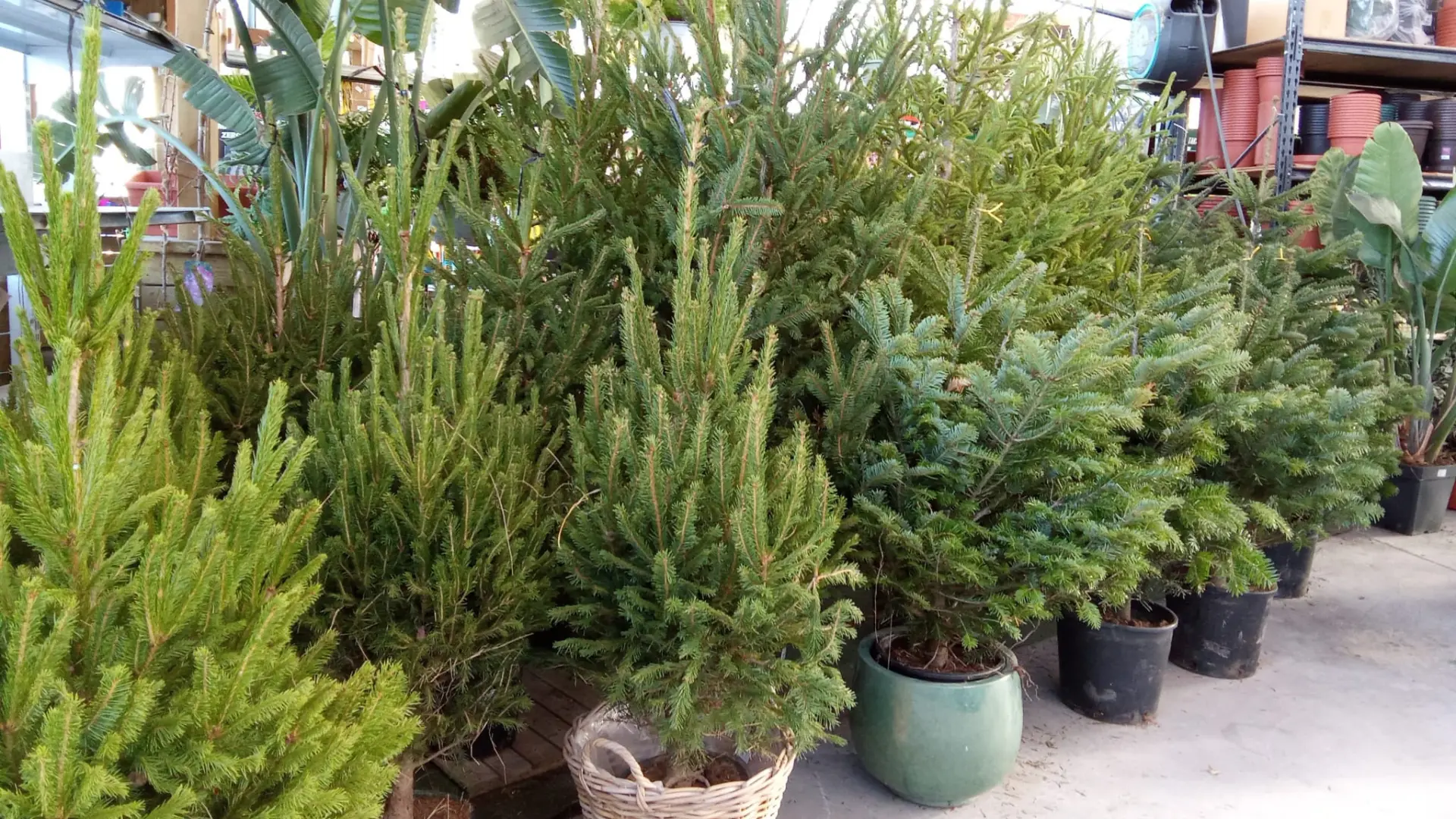 comprar arbol navidad en lugo