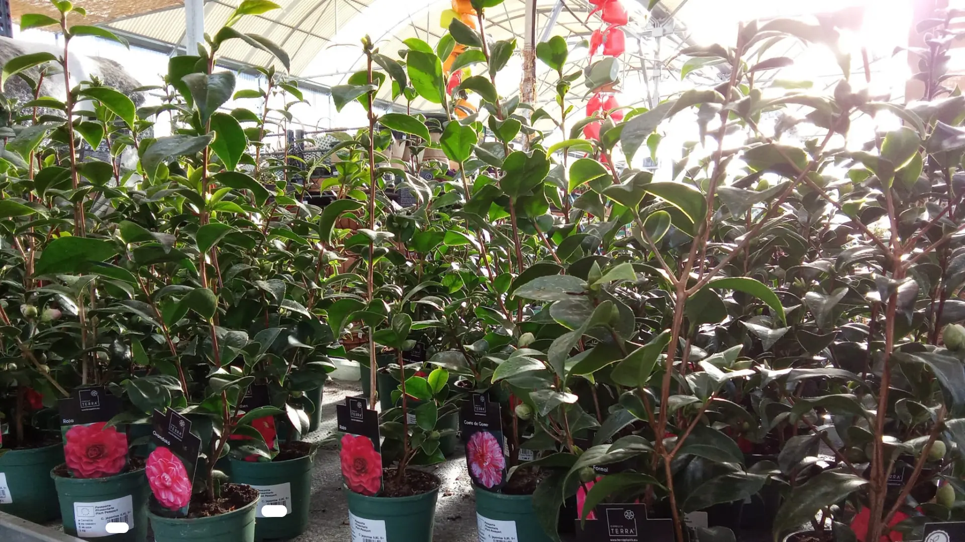 comprar camelias en lugo