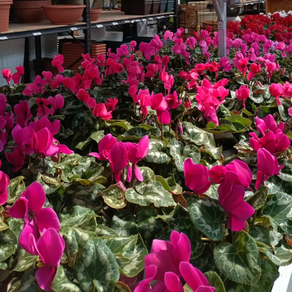 cuidados-cyclamen