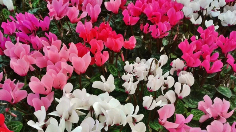 ficha cuidados cyclamen