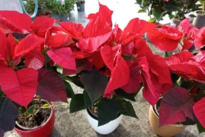 comprar productos navidad en lugo