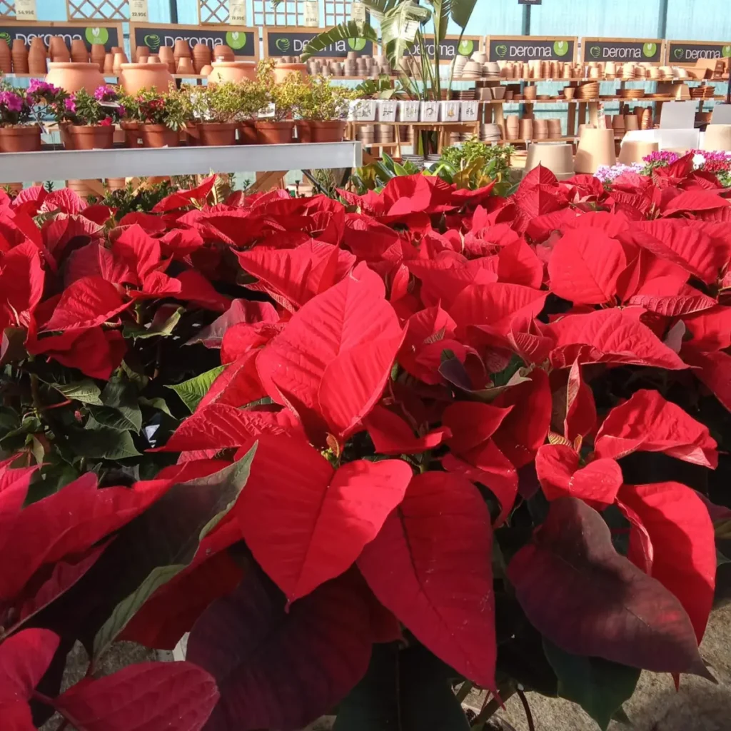 comprar poinsettia en lugo