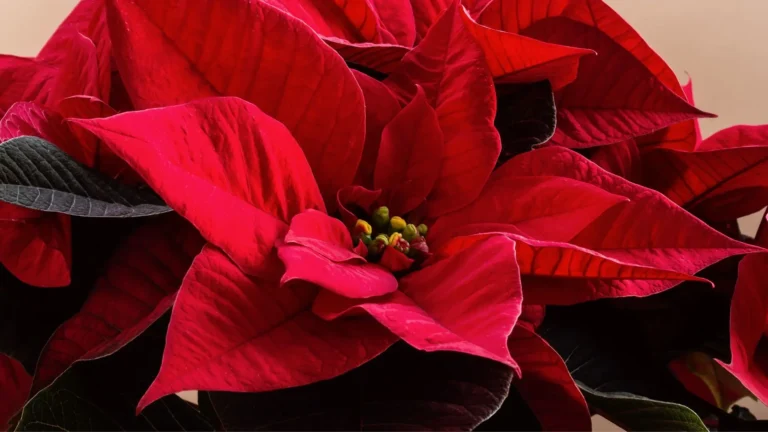 comprar flor de pascua en lugo