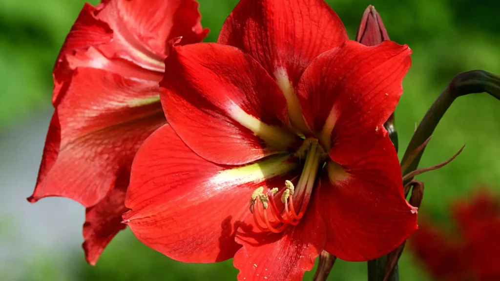 amaryllis