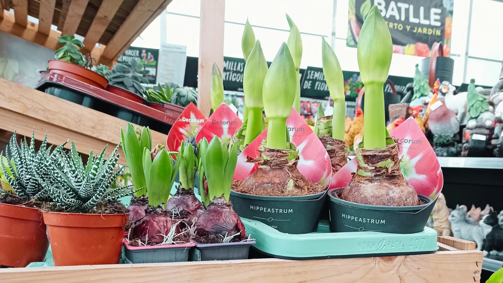 comprar bulbos amaryllis en lugo
