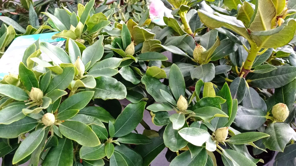 comprar rododendro en lugo