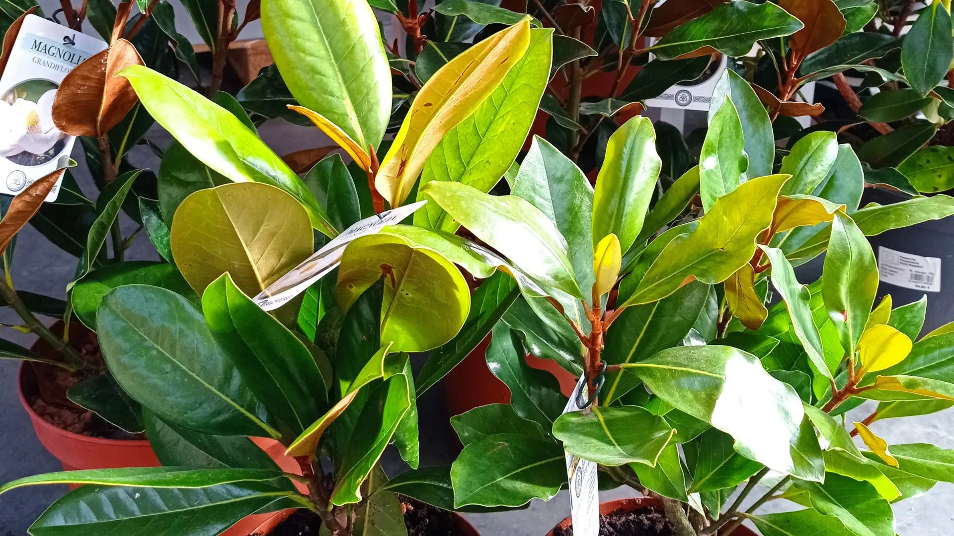 comprar magnolias lugo