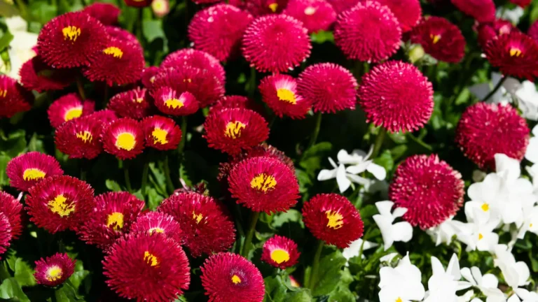 comprar bellis en lugo