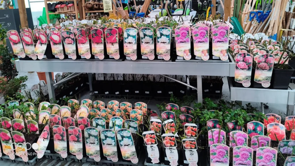 comprar rosales en lugo