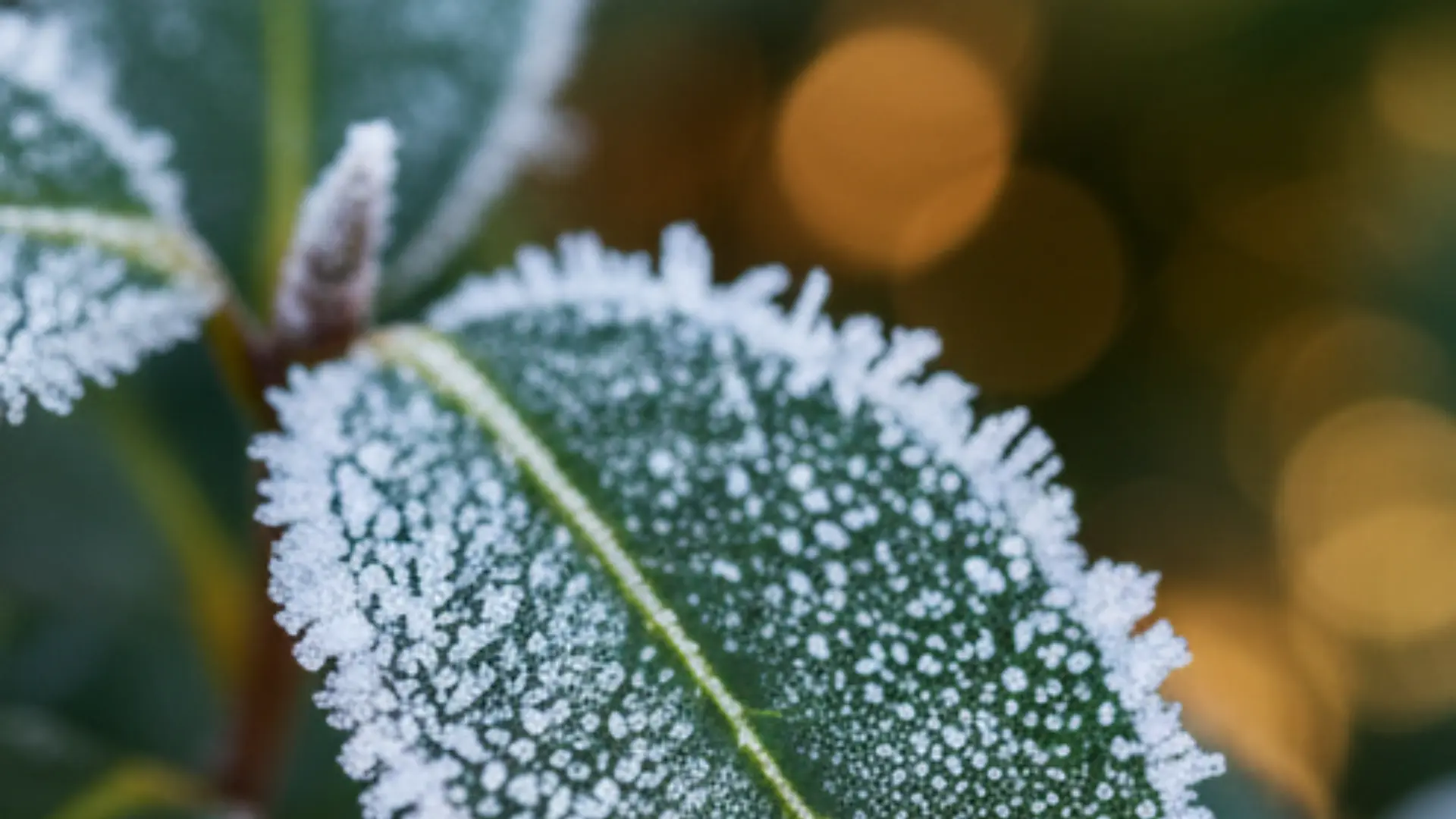 guia proteccion plantas