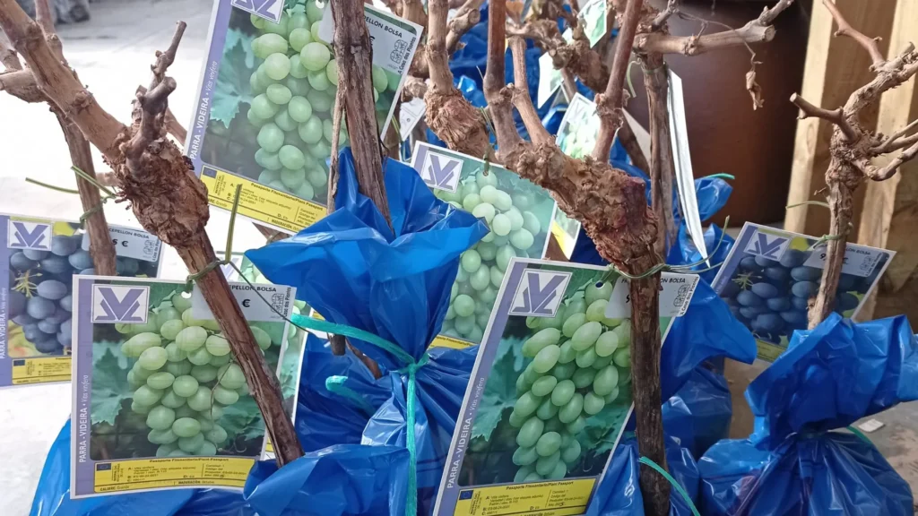 comprar vides uvas en lugo