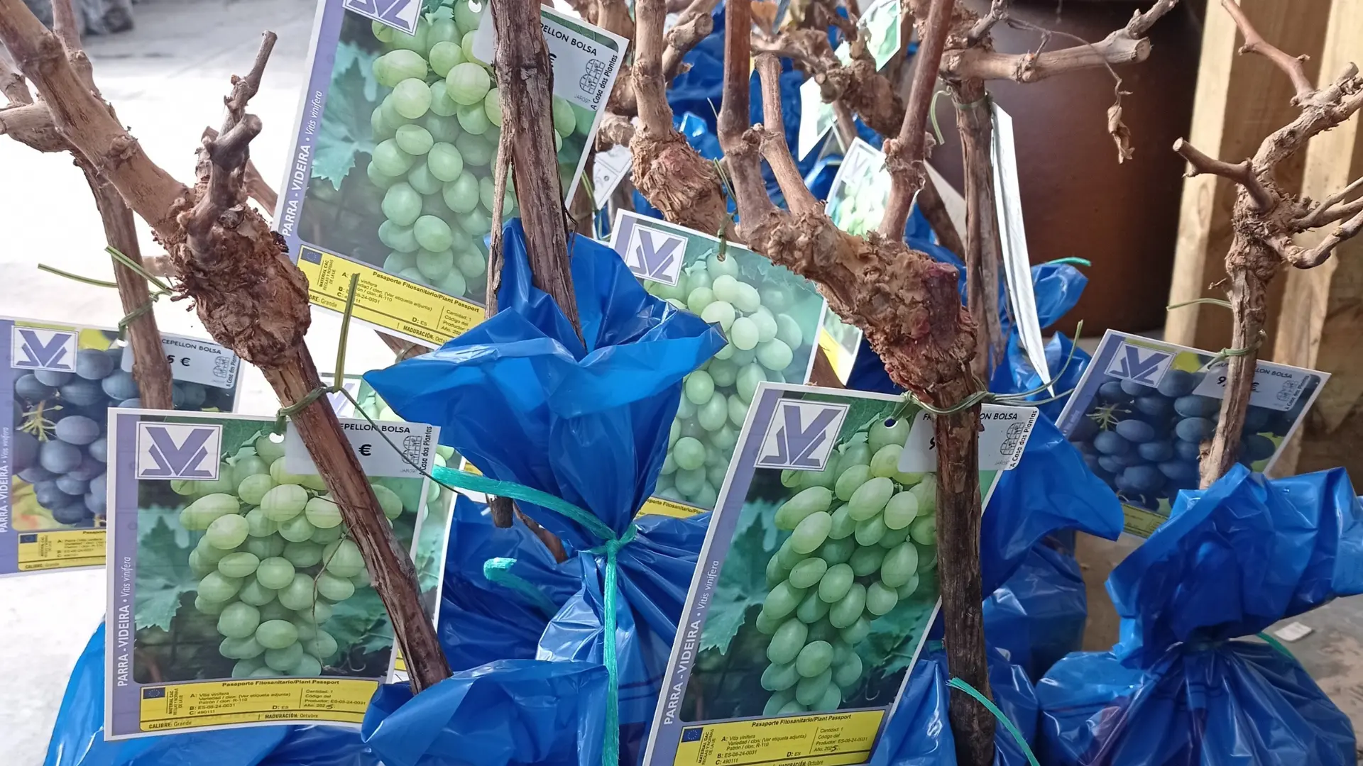 comprar vides uvas en lugo