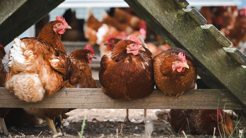 cria-gallinas-en-casa