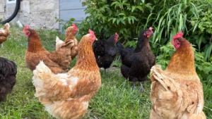 comprar gallinas en lugo
