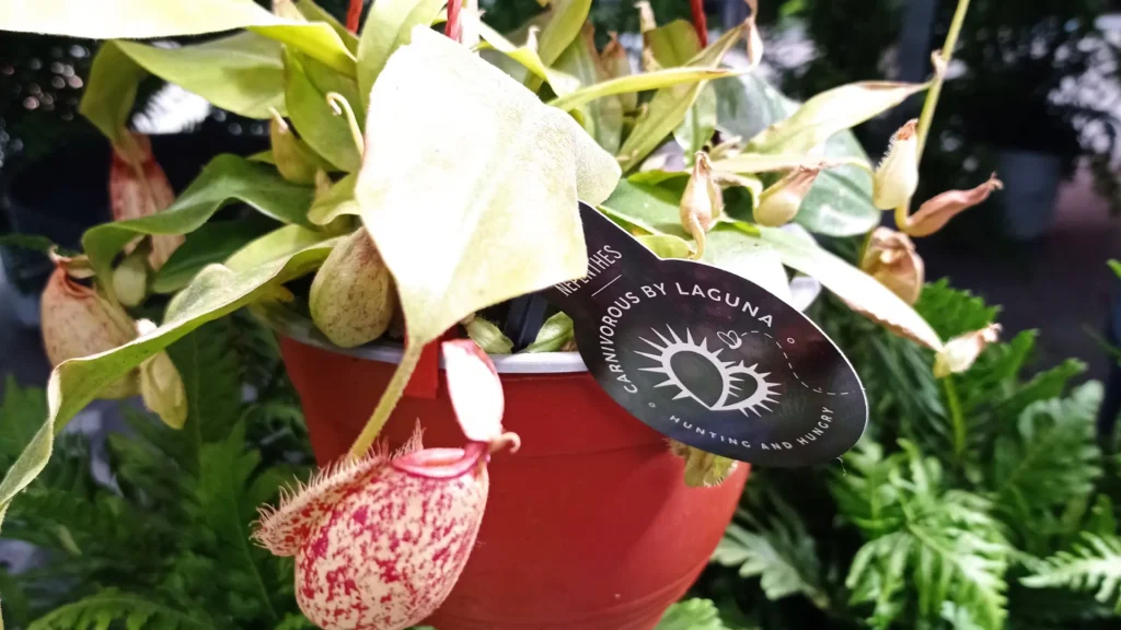 cuidados-plantas-carnivoras