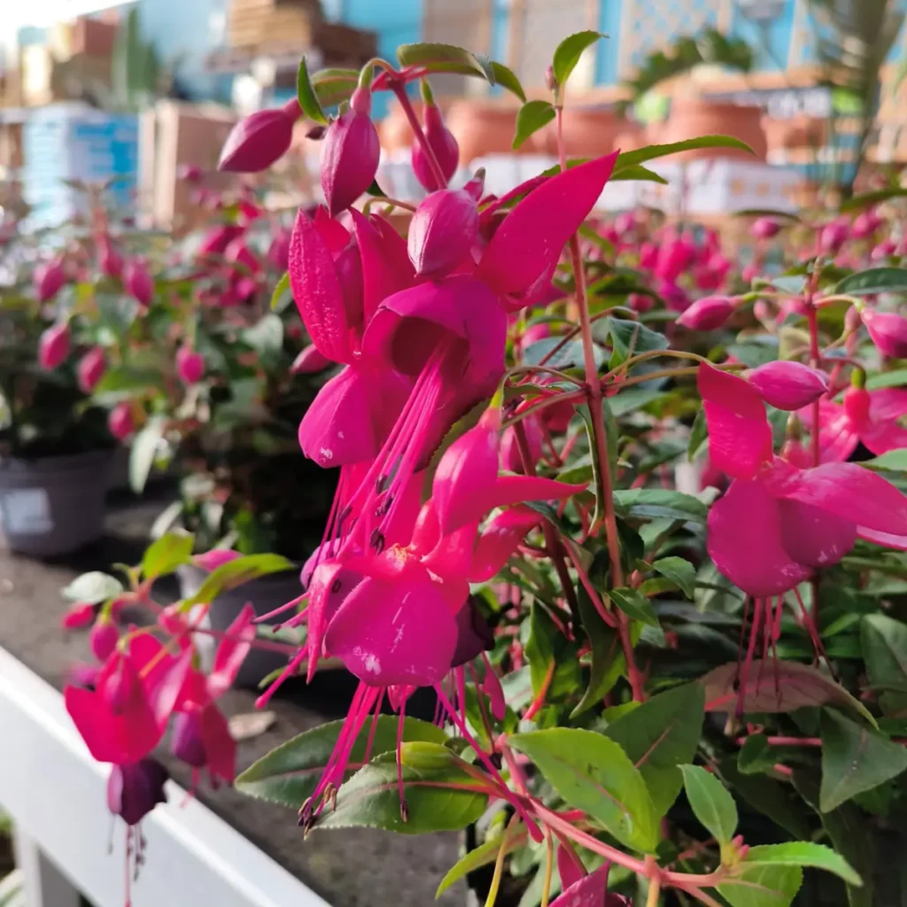 fucsia-pendientes-de-reina