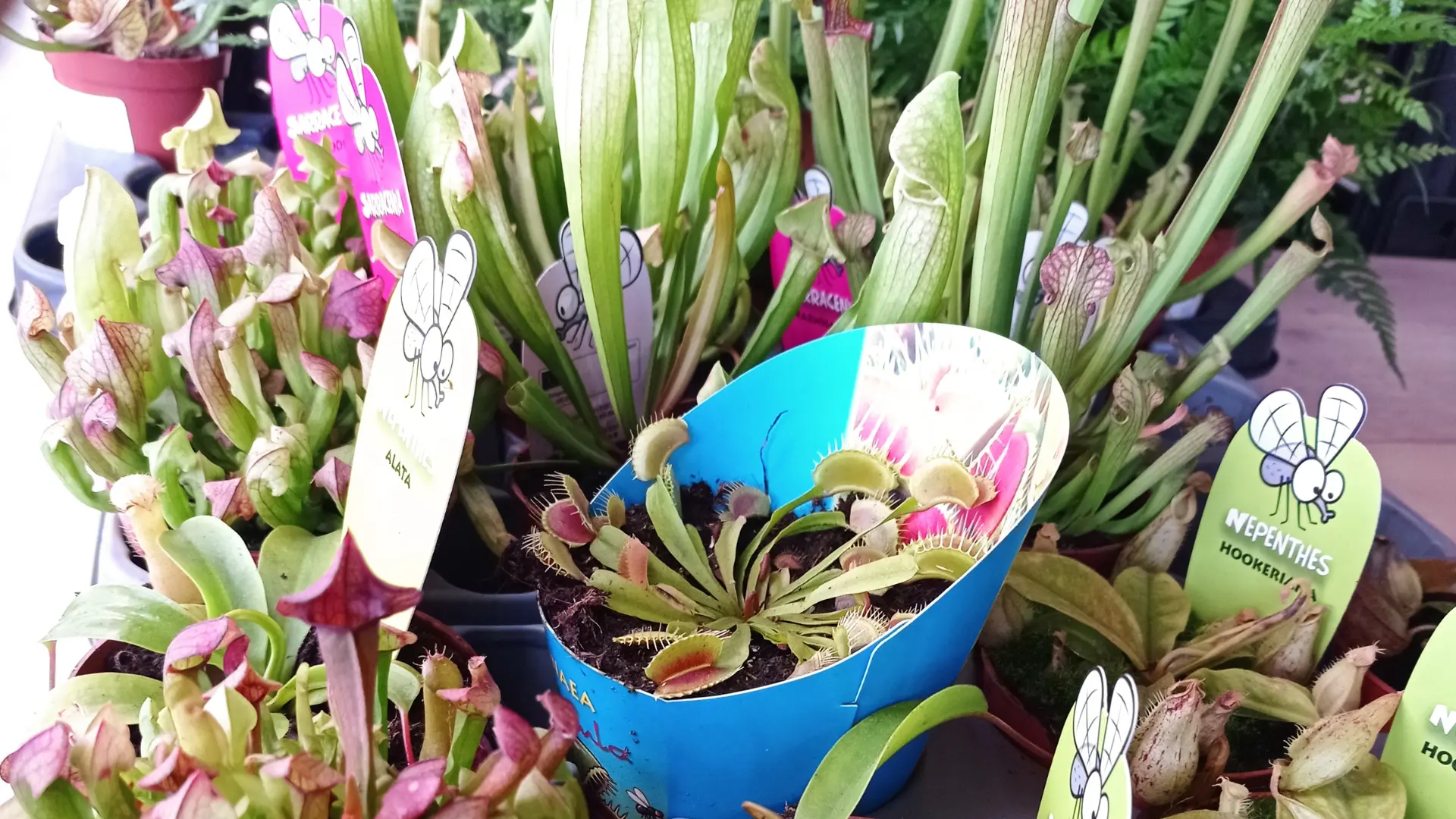 comprar plantas carnívoras en lugo