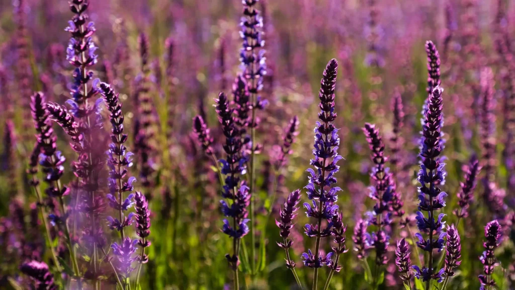 usos de la salvia