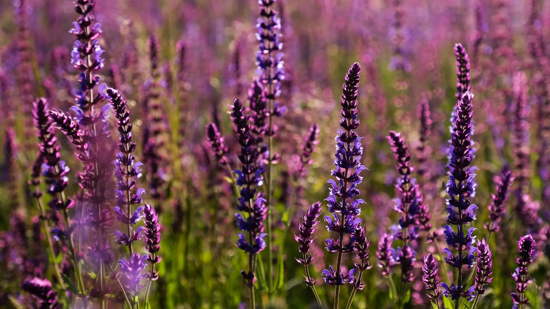 usos de la salvia