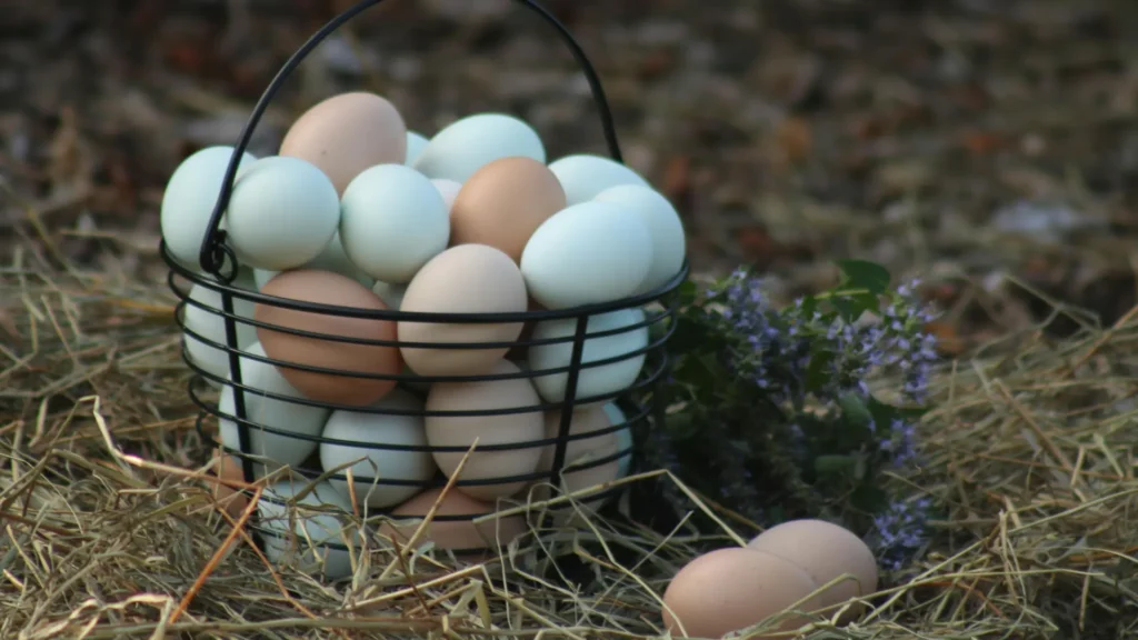 comprar gallinas en lugo