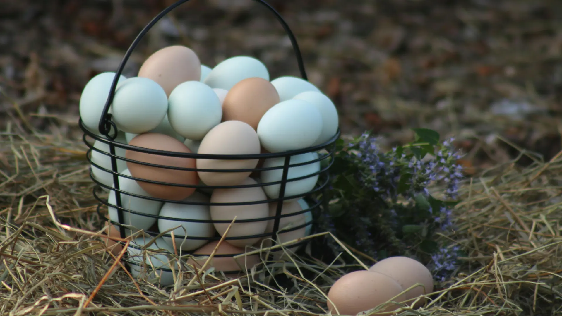 comprar gallinas en lugo