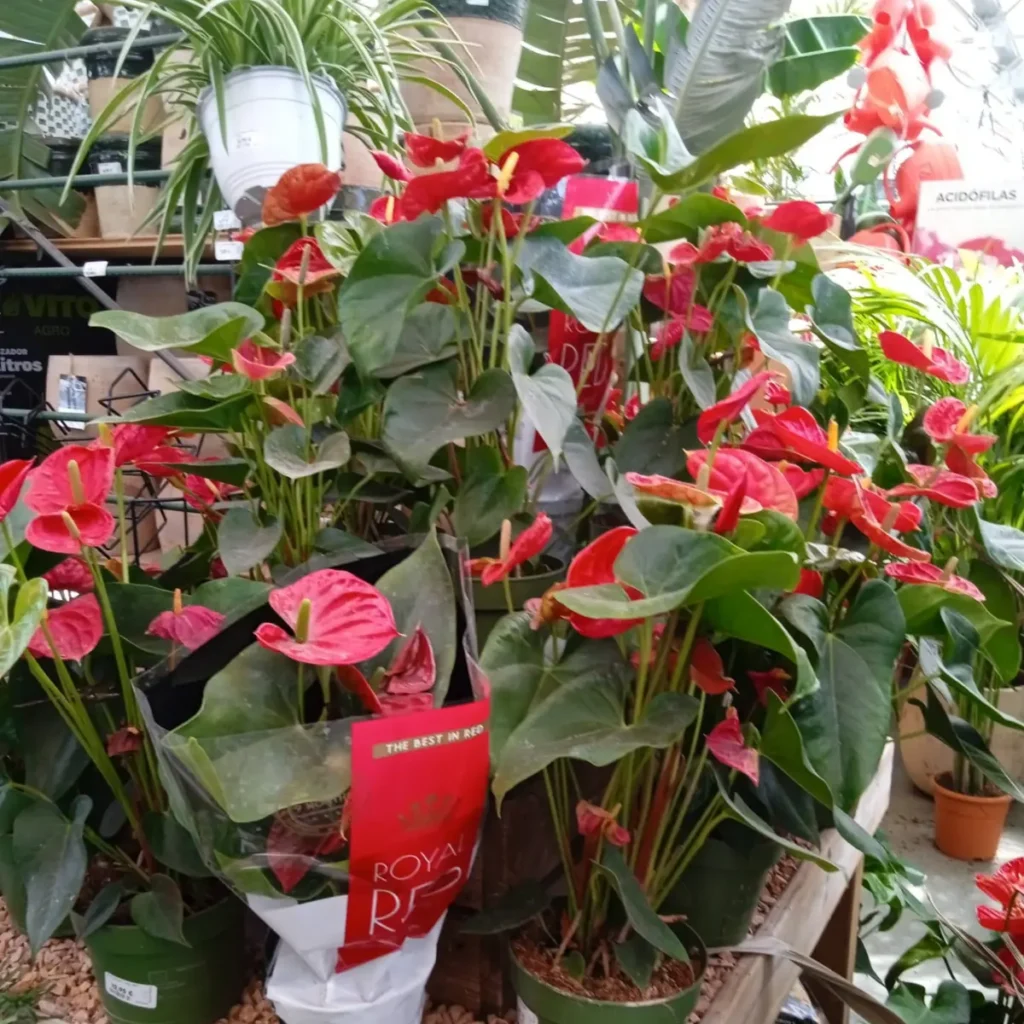 planta-anturio